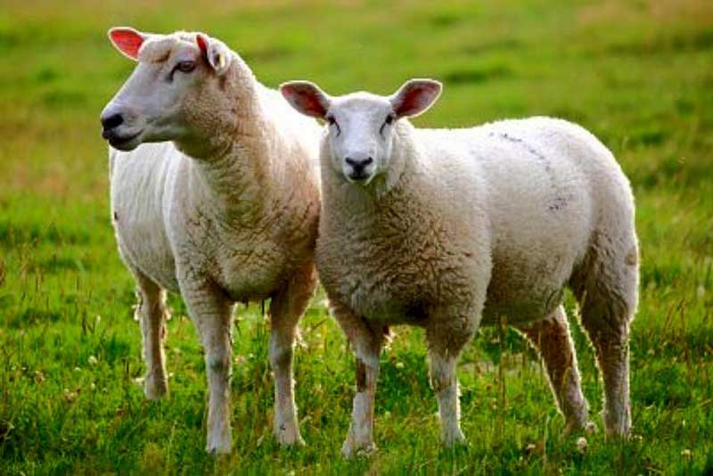گوسفند در آیات قرآن