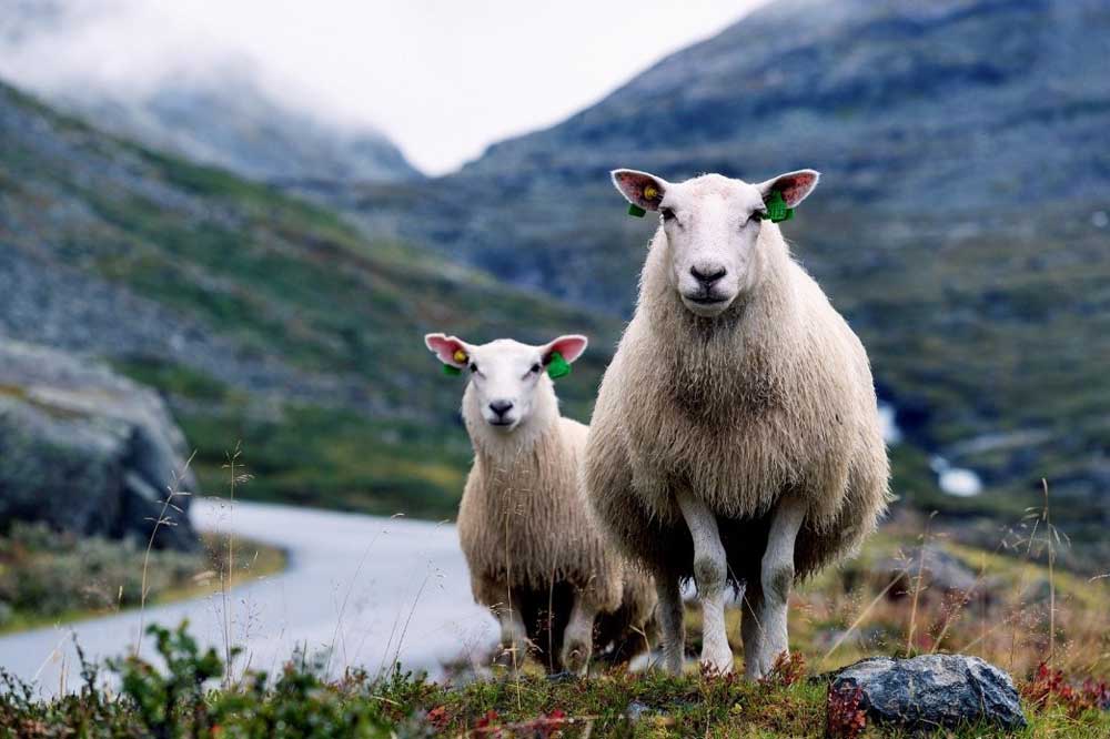 خرید گوسفند عقیقه برای مادر و کودک