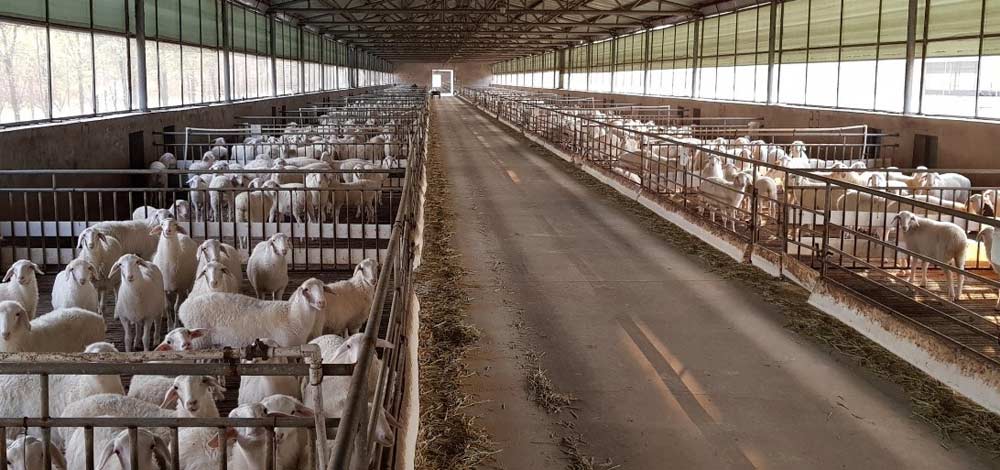 بهداشت دام در خرید گوسفند زنده قربانی
