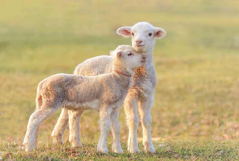 نژاد گوسفند زنده