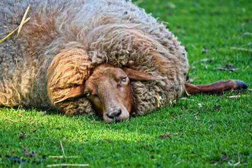 استرس در گوسفند