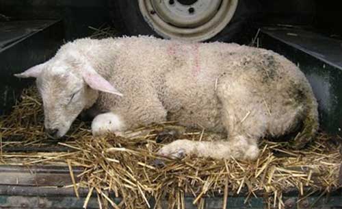 بیماری انگلی گوسفند