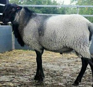 گوسفند نژاد رومانف