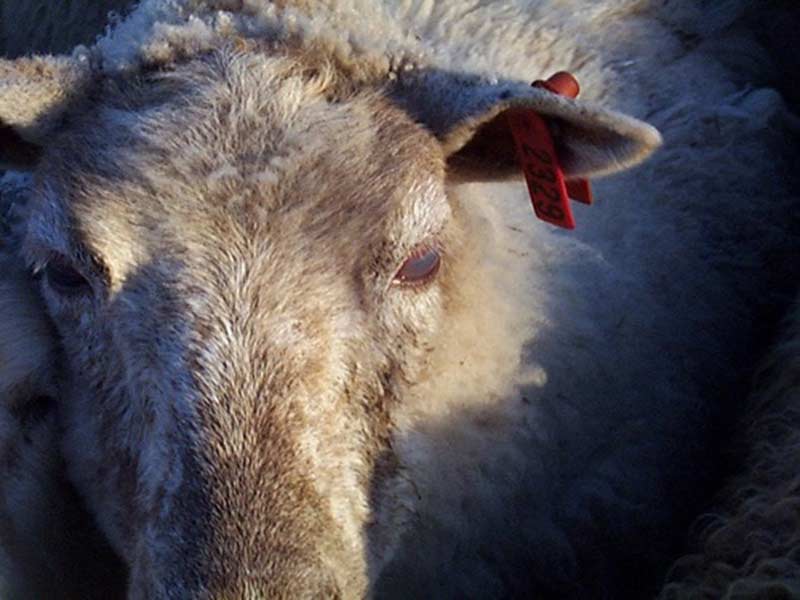 سفید شدن چشم گوسفندان در اثر بیماری