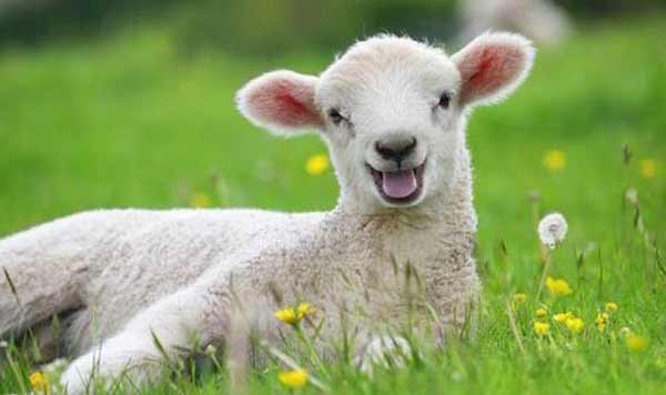 از شیرگیری گوسفند بایستی در چه زمانی انجام شود؟