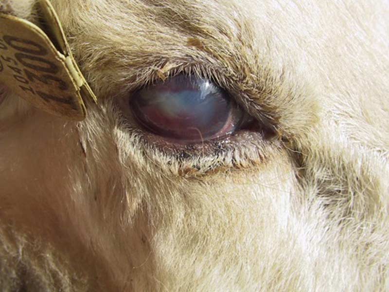 بیماری های چشمی گوسفندان