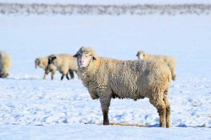 استرس سرمایی گوسفند