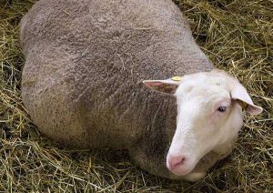 علائم بیماری اسیدوز در گوسفندان