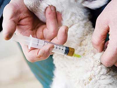 درمان سقط جنین در گوسفند