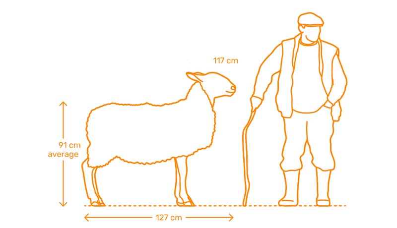 ابعاد و اندازه های گوسفند