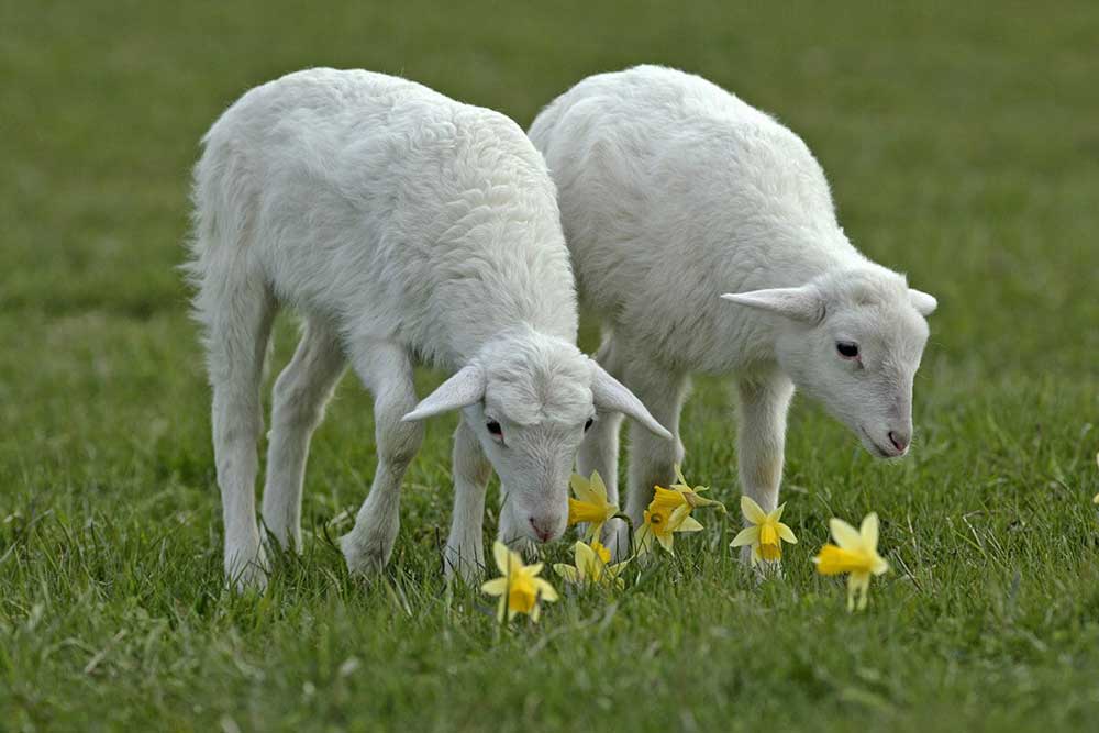 خصوصیات ظاهری گوسفند زنده برای عقیقه