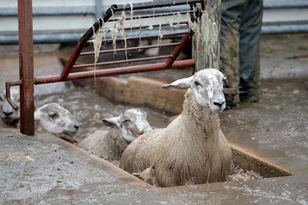 حمام ضد عفونی گوسفند