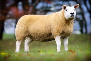 نژاد گوسفند تکسل