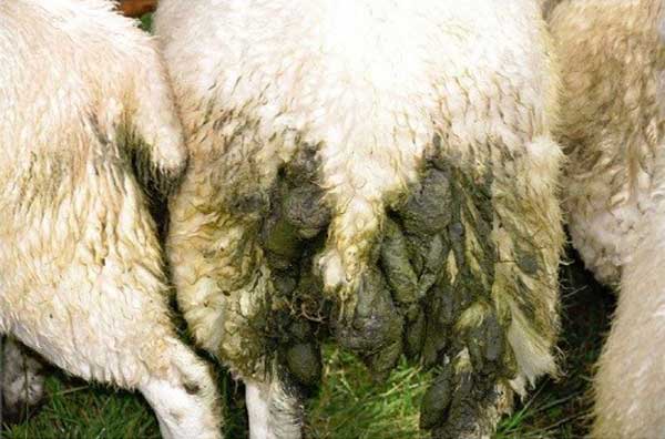 اسیدوز گوسفند و خطرات آن