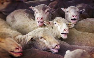 بیماری های تنفسی در گوسفندان