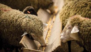 خوراک مورد استفاده در جیره گوسفند پرواری شامل چه مواردی است؟