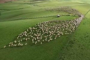 پرواربندی گوسفند زنده