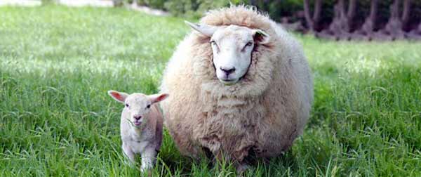زود شیرگیری گوسفند چه مزایایی دارد؟