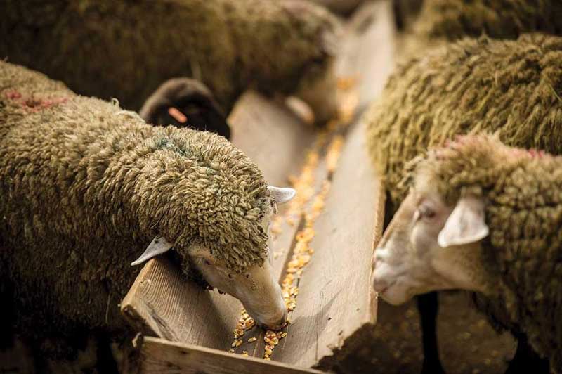 اسیدوز گوسفند به دلیل ایجاد تغییرات ناگهانی در جیره غذایی دام