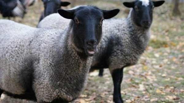 ویژگی های گوسفند نژاد رومانف