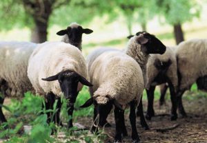 خرید گوسفند زنده آنلاین