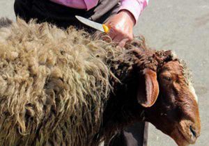 شرایط قربانی کردن گوسفند زنده