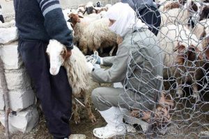 واکسینه کردن گوسفندان