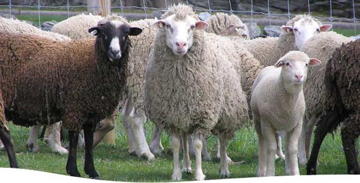 قیمت گوسفند روز