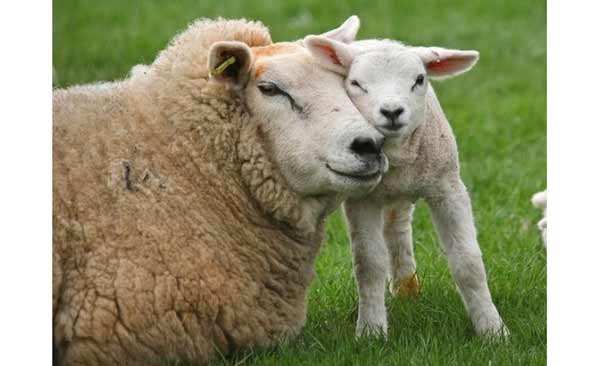 زود شیرگیری گوسفند به چه دلیل انجام میشود و چه فوایدی دارد؟