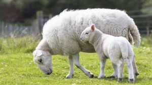     علت نفخ گوسفندان