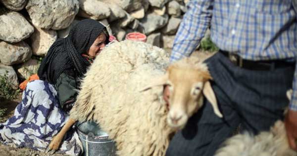 شیر گوسفند و فواید مصرف آن برای بدن