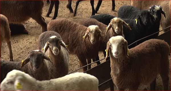 استفاده از گوسفند رومانف برای تولید گله ای با نژاد میکس