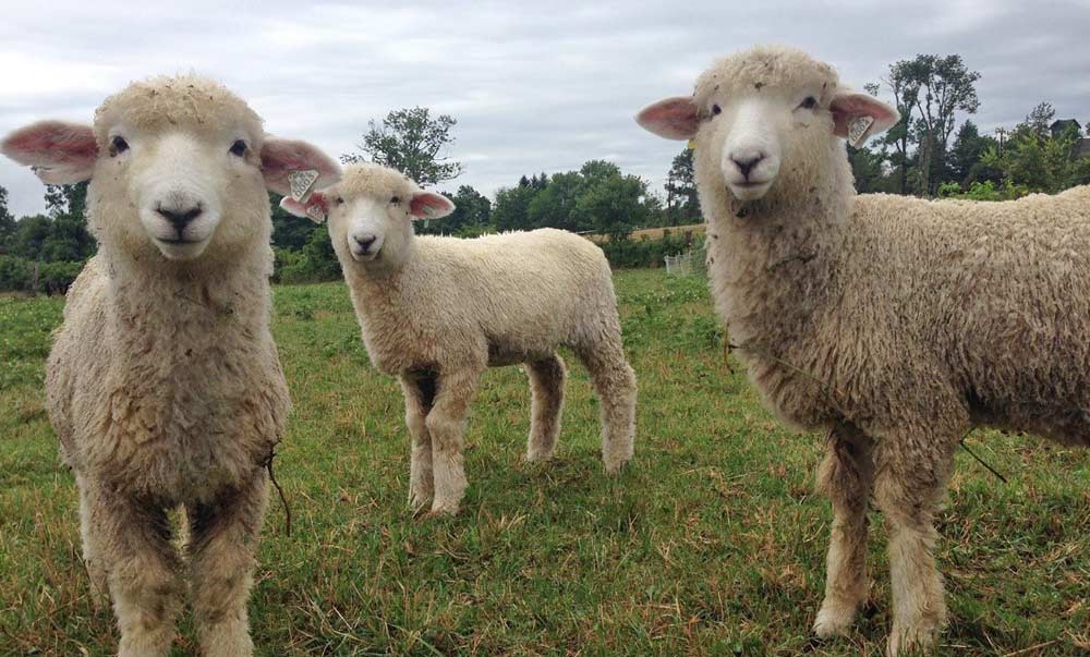  عقیقه گوسفند زنده برای مادر و کودک