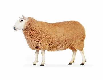 گوسفند زنده 32 کیلوگرمی