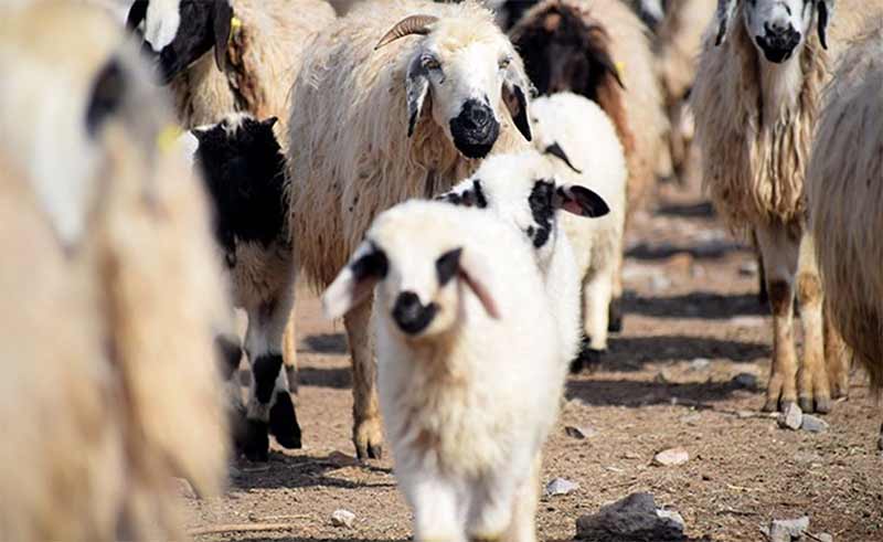 قربانی کردن گوسفند در عید قربان
