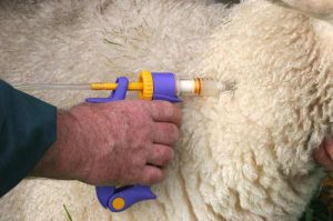 واکسن های ضروری گوسفند