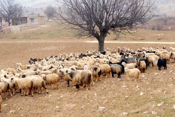 مراقبت از گوسفندان در زمستان