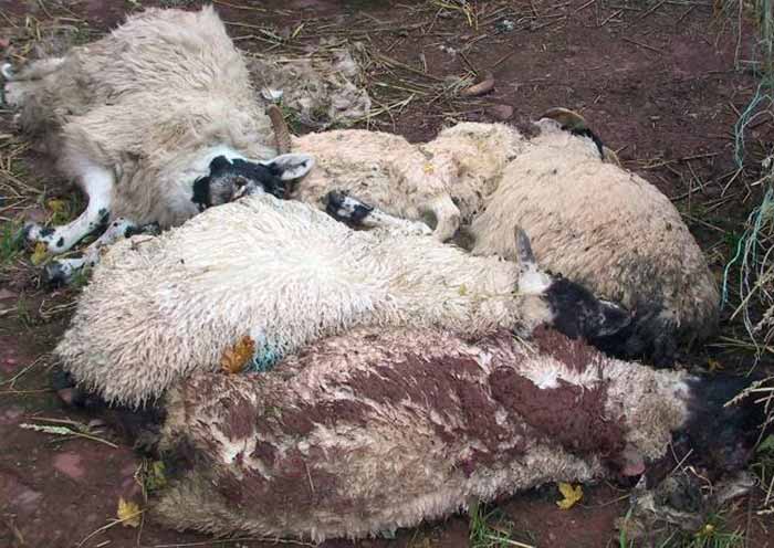 واکسیناسیون گوسفند