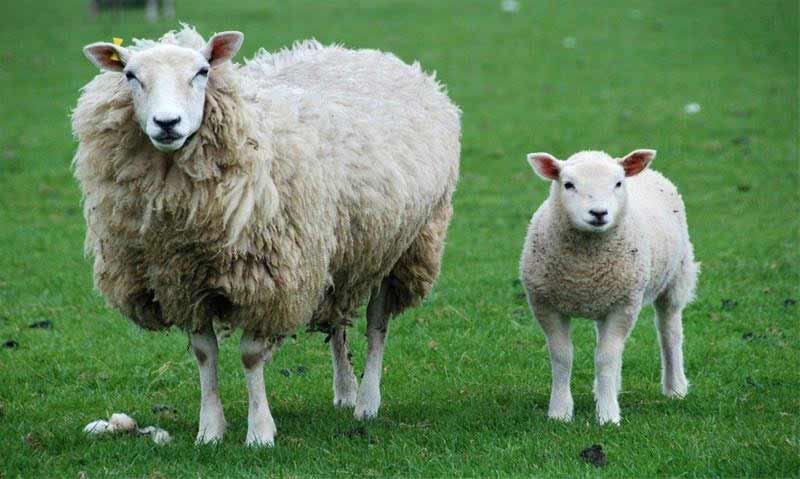 خرید گوسفند از دامکالا