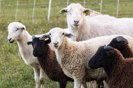 گوسفند چند قلو زا