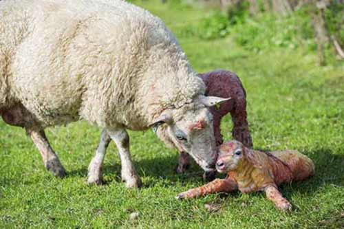 مرگ ناگهانی گوسفند