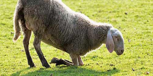 بیماری های کشنده گوسفند