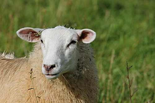 خرید گوسفند شیشک