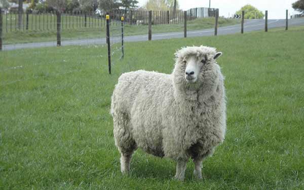 گوسفند نژاد پشمی