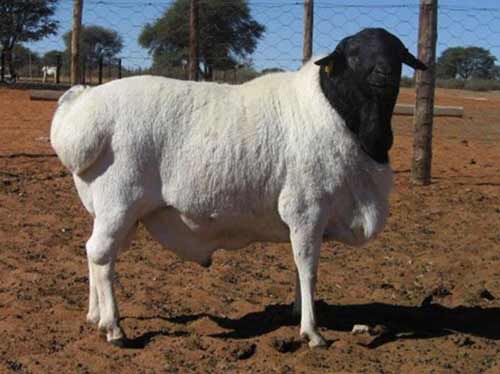 نژاد گوسفند