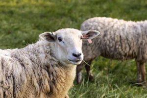 خرید گوسفند از دامکالا