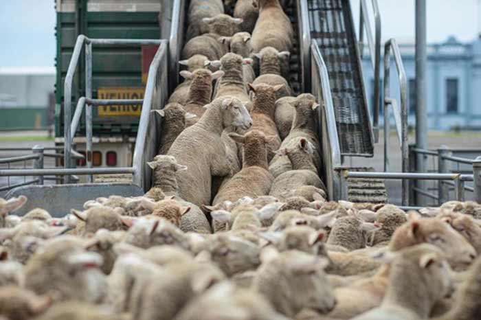 صادرات گوسفند
