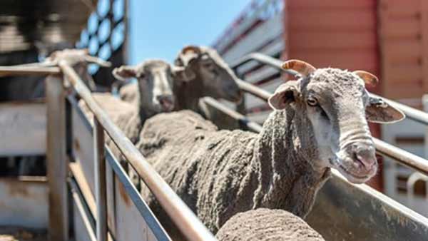 صادرات گوسفند از ایران