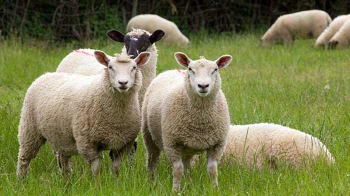 دامداری گوسفند
