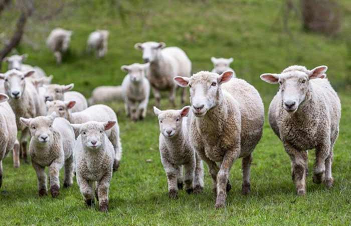 پرورش گوسفند زنده